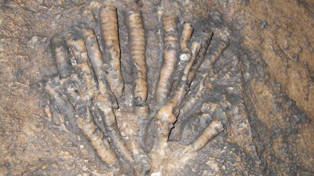 A fossil in a rock wall inside the cave. 