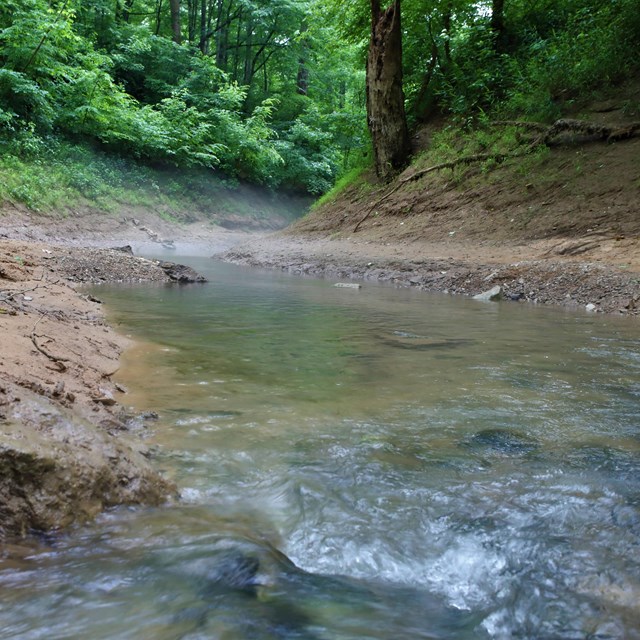 View from feet level of a shallow rushing stream in short but steep mud banks and lush green forest.