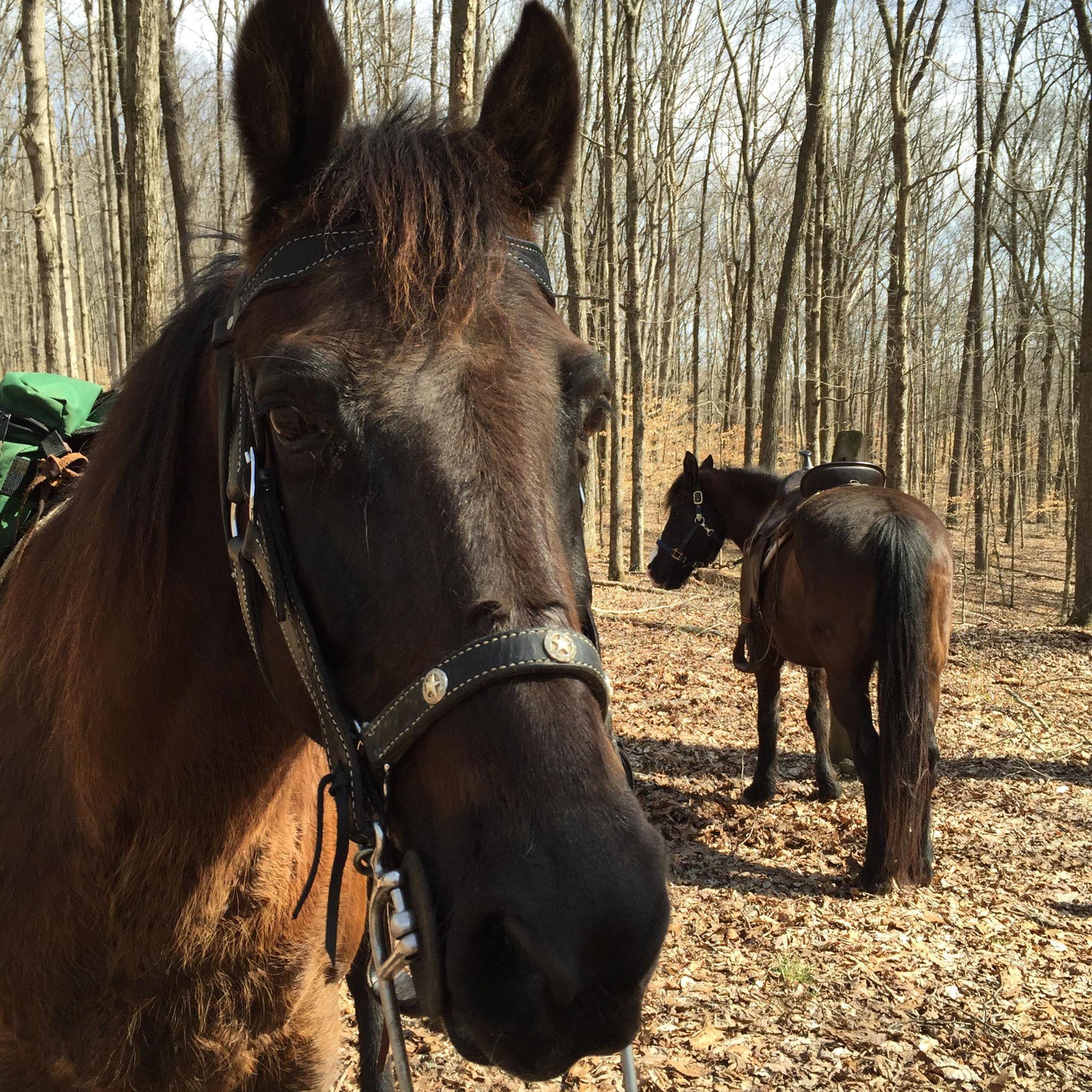 Close shot of horse standing in a brightly wooded area.