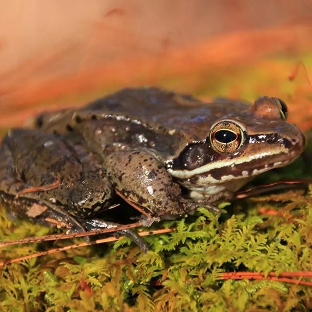 Close up image of a frog