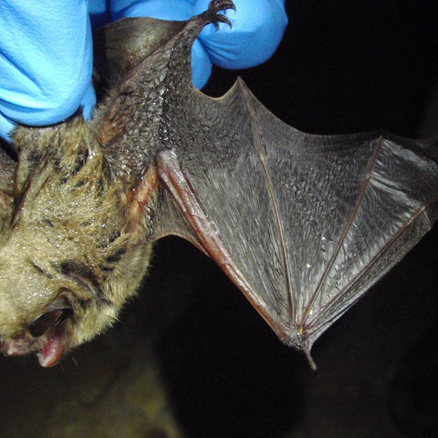 A bat with an outstretched wing being held.