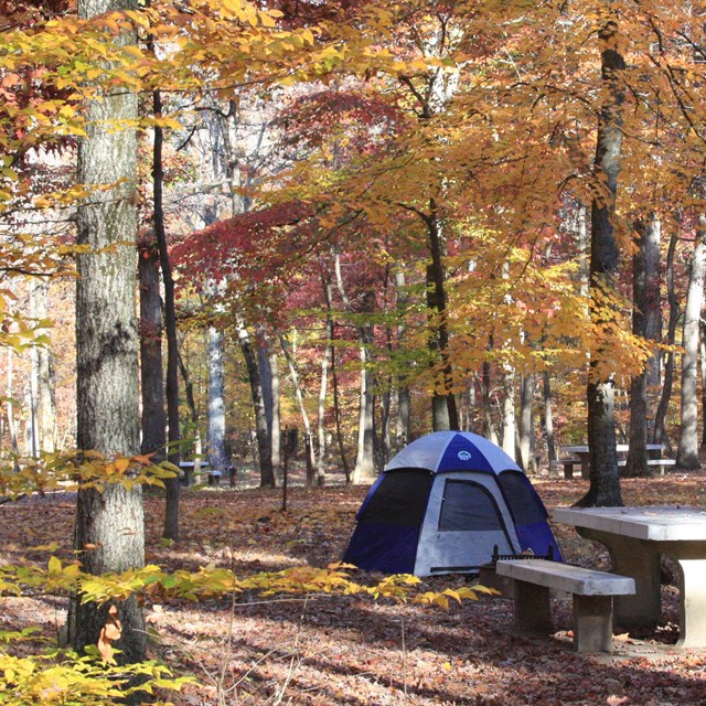 A tent surrounded by autumn foliage.
