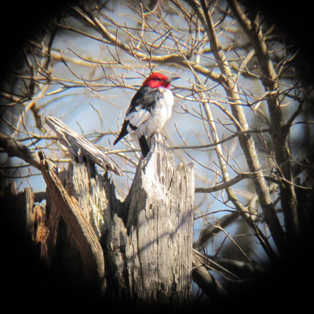 A Red-Headed Woodpecker