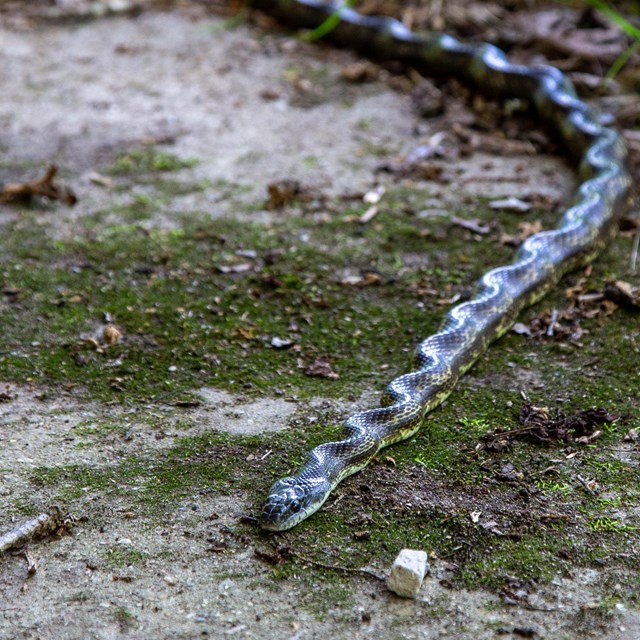 Grey rat snake