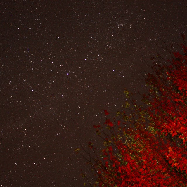 A tree lit up with a red light and a sky full of stars in the background.