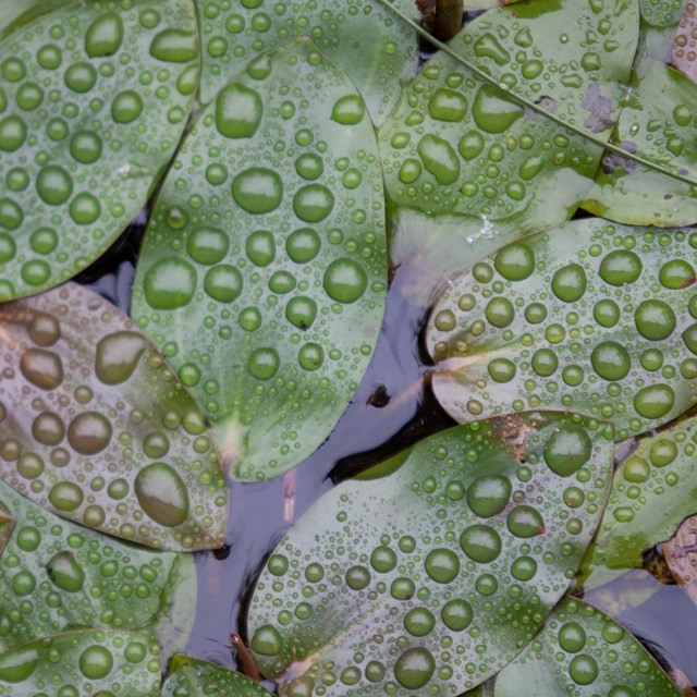 A photo of leaves floating in a pond with raindrops on top of them. 