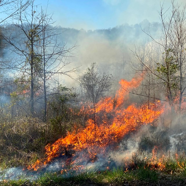 A wildland firefighter using a drip torch to set fire to the grass.