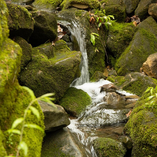 A small stream cascades over moss covered rocks. 