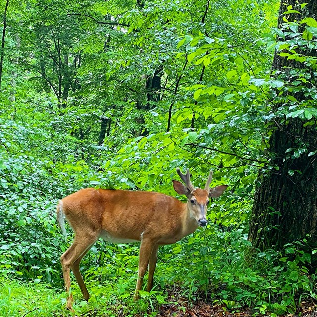 A deer standing in a forest. 