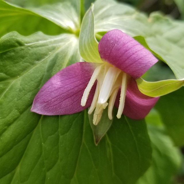 A pink flower with large green leaves 