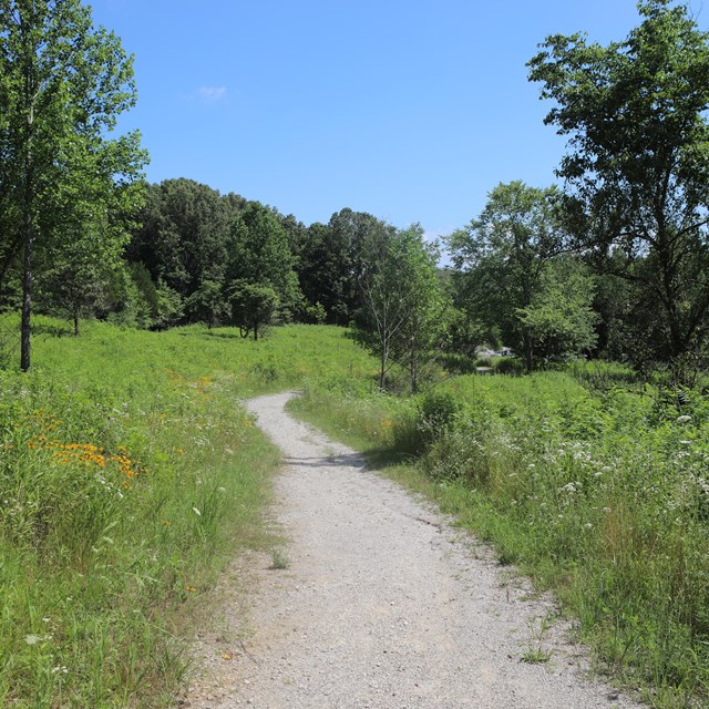 A dirt trail leading through an open meadow with small flowers. 