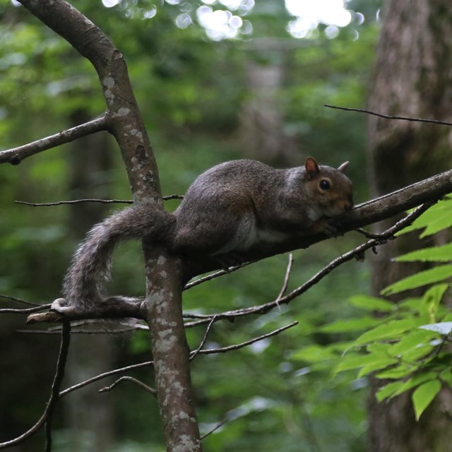 squirrel in a tree