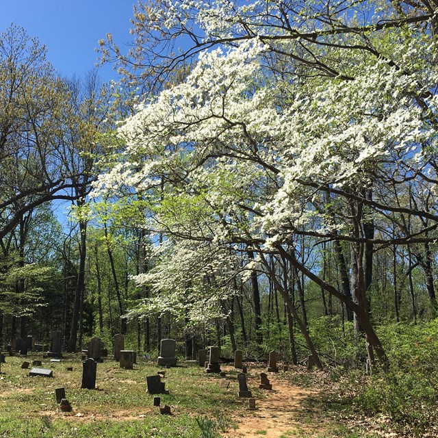 A flowering tree stranding over a cemetery