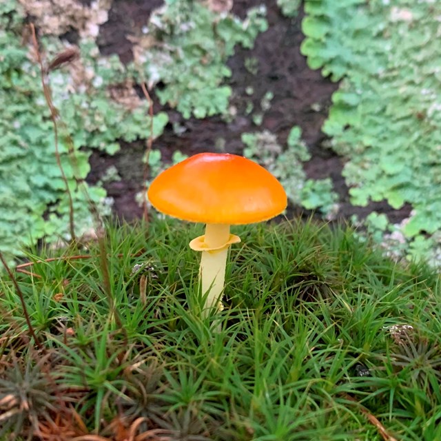A small orange mushroom growing out of the forest floor.