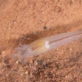 A translucent cave shrimp