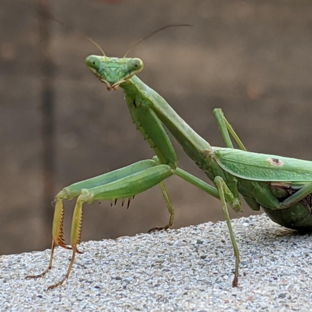 Praying Mantis 