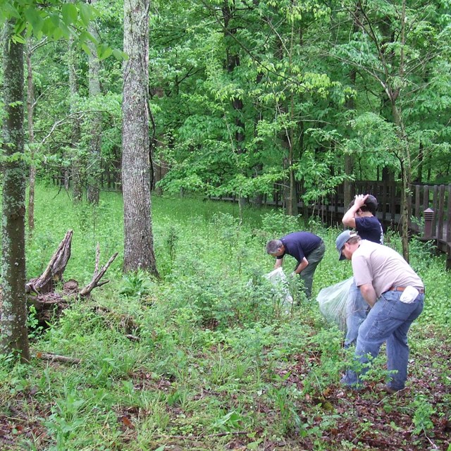 People pulling and bagging plants.