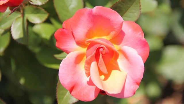 Photo of the "I Have a Dream" World Peace Rose Garden