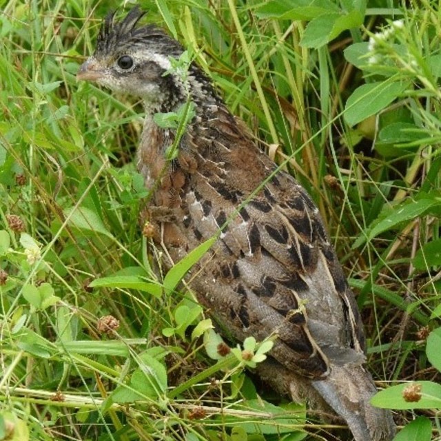 Bird resting in tall grass 