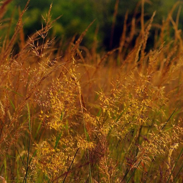 Field of wheat at Manassas