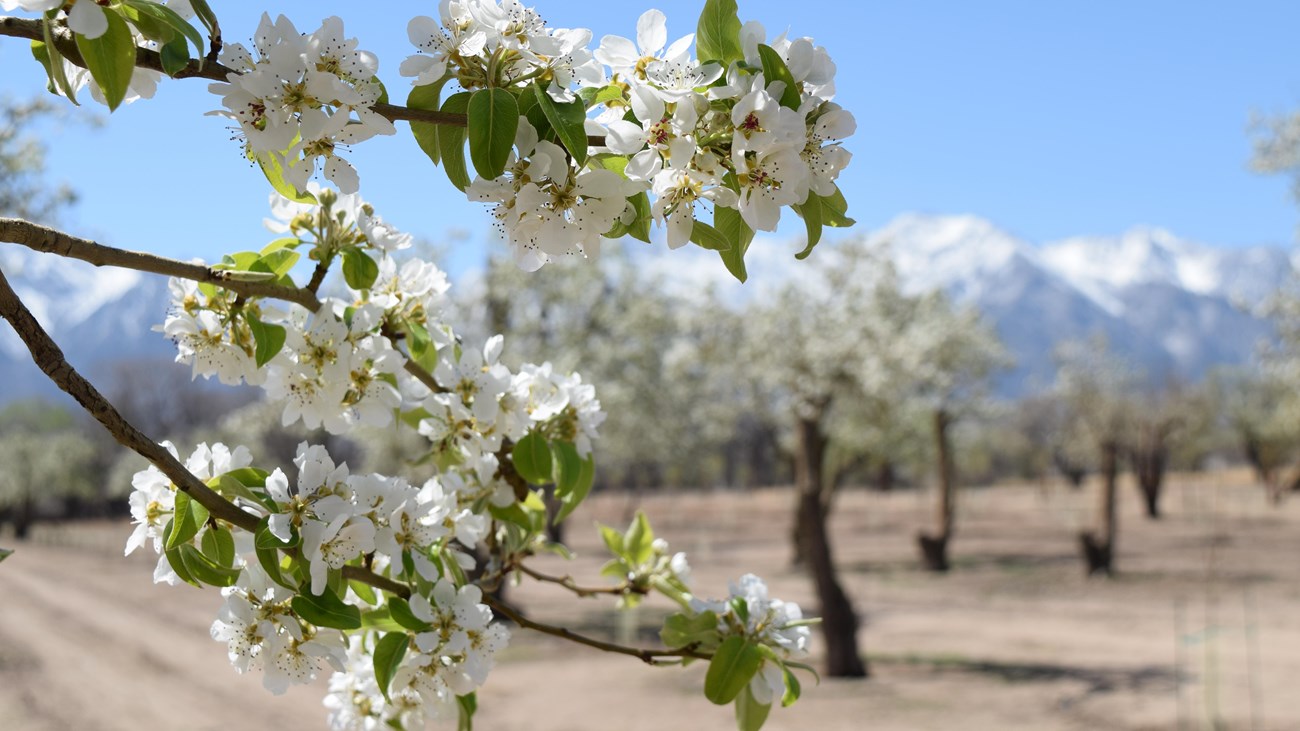 Image of orchard in bloom
