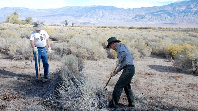 Park ranger and volunteer weeding