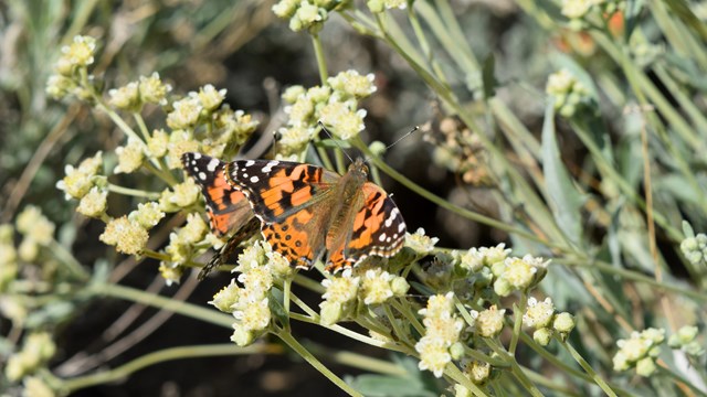 Orange butterfly on green plant