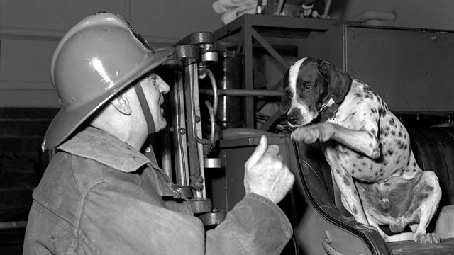 Black and white photo of a man in a fire helmet looking at a dog in a fire truck. 