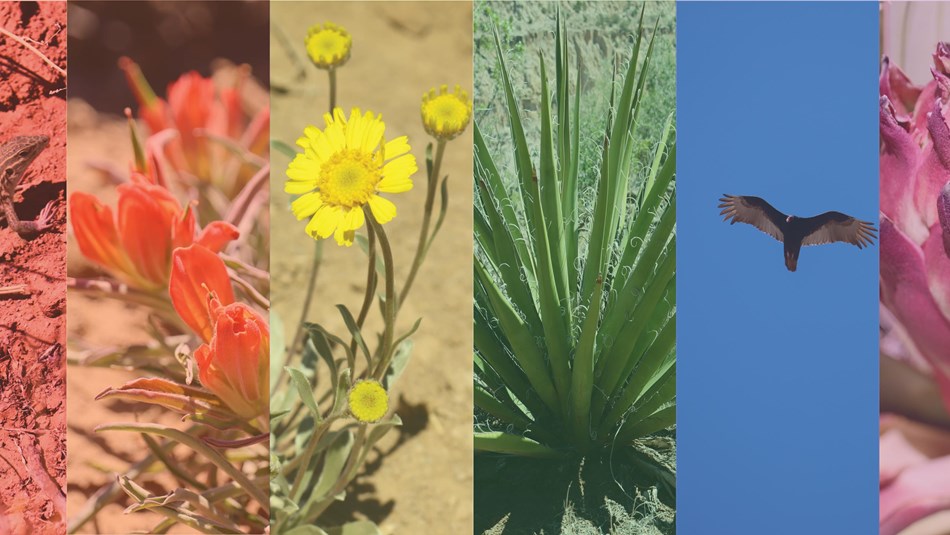  left to right, a red lizard, orange paintbrush, yellow flowers, green yucca, bird in blue sky, purp