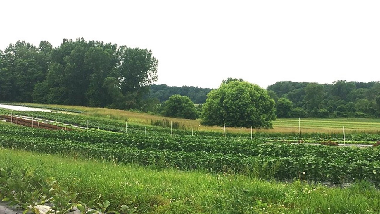 View of farm fields.