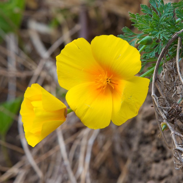 California poppy