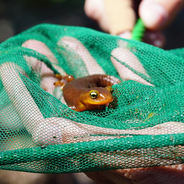 California newt in a green net