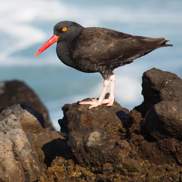 Black oystercatcher on a rock protruding from the waves