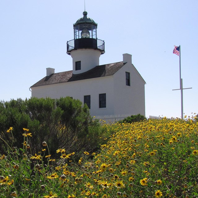 Lighthouse surrounded by flowering shrubs
