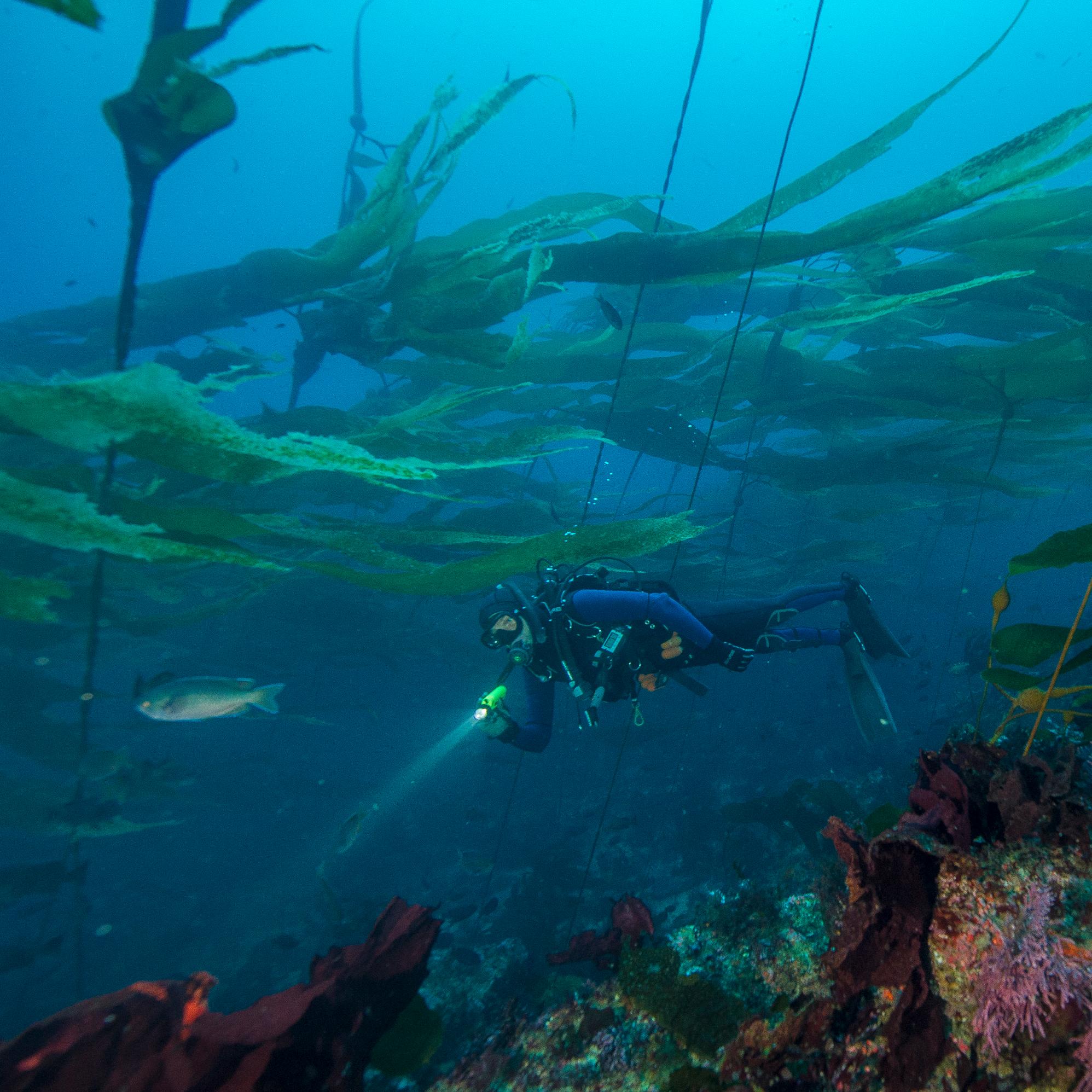 Diver in kelp forest. NPS / Brett Seymour