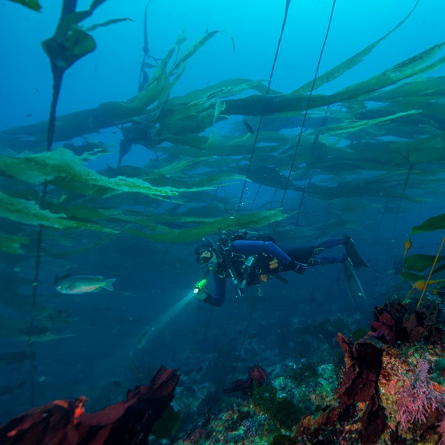 Diver in kelp forest. NPS / Brett Seymour