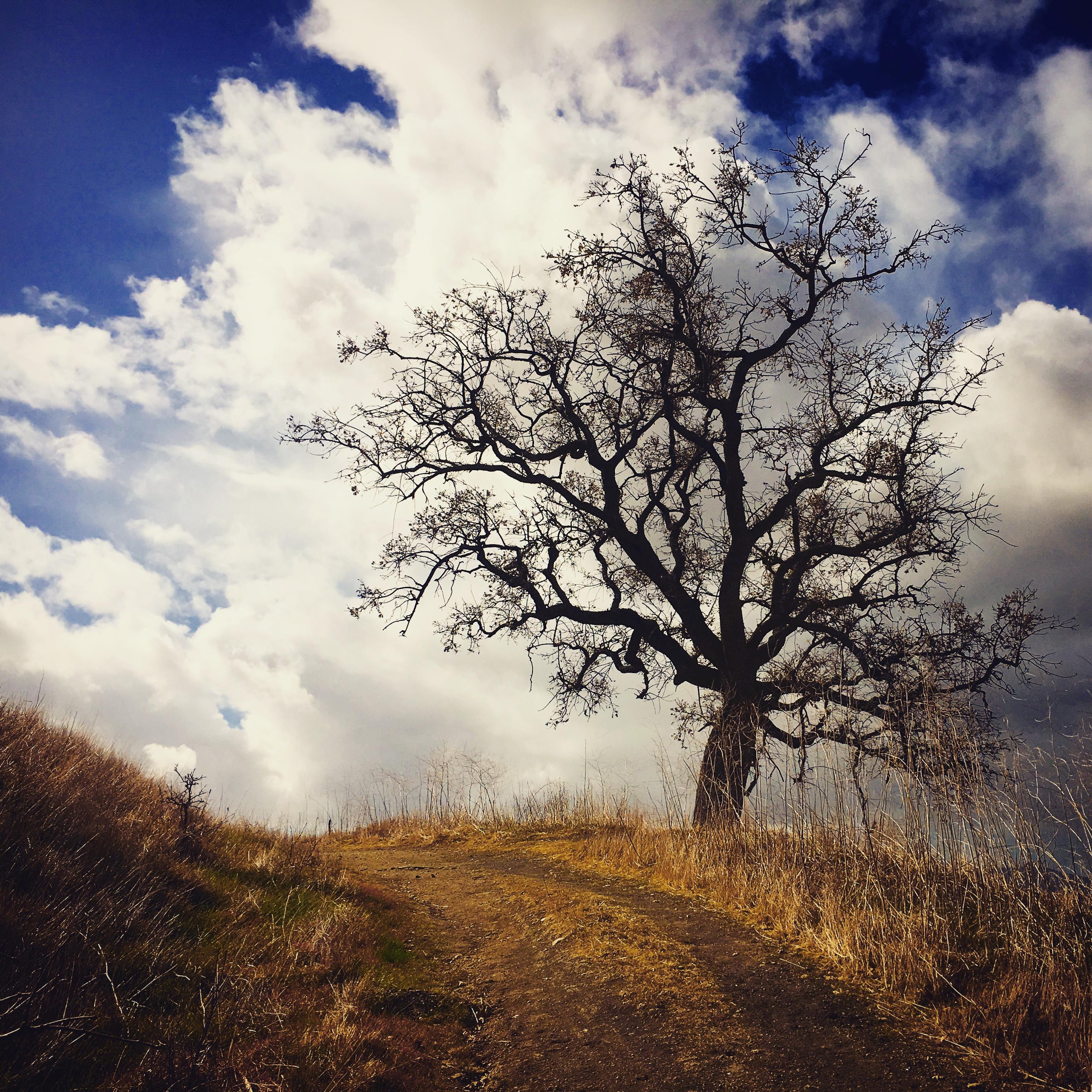 Tree along a trail at Cheeseboro Canyon