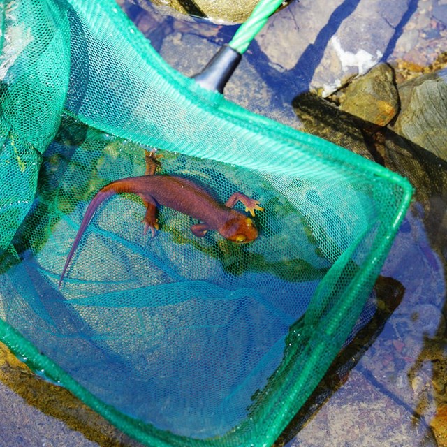 California newt being scooped from the water along a monitoring transect