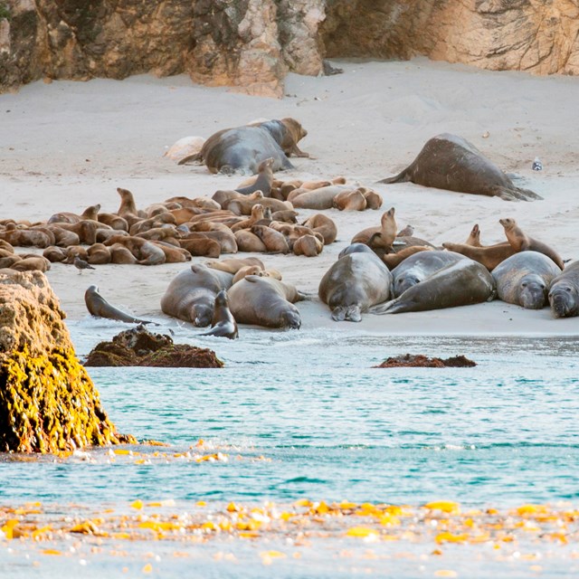 Section of sandy beach occupied by multiple pinniped species