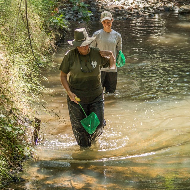 Two scientists wading through a stream carrying nets