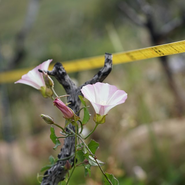 Close-up of a yellow measuring tape running alongside flowering morning glories