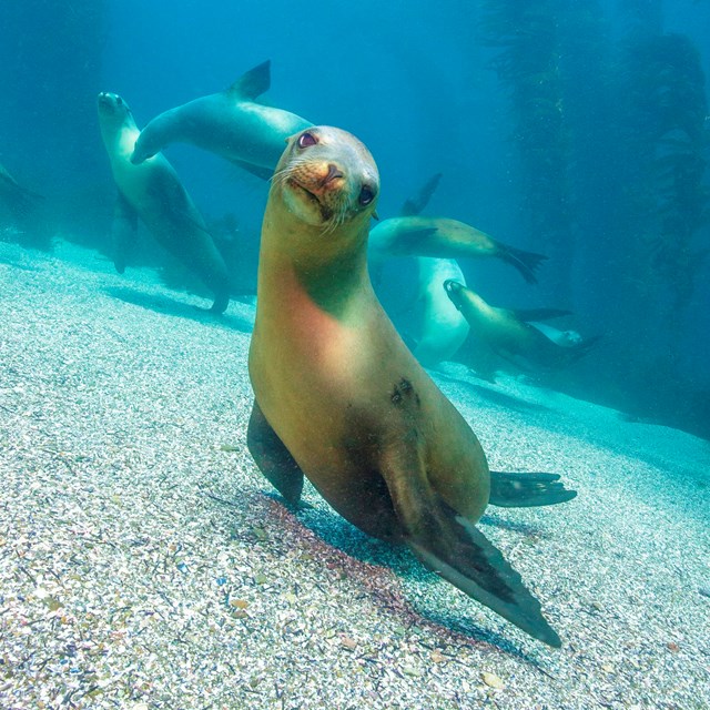 Sea lions underwater, including one looking right at the camera, with kelp forest in the background