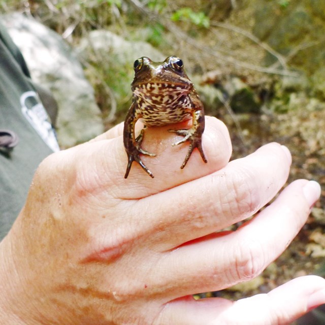 California red-legged frog in the hand of a biologist