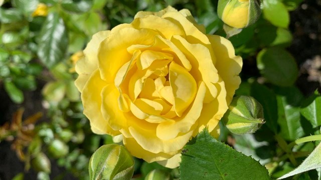 Yellow rose in full bloom