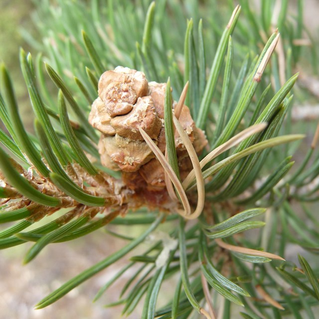 Pine cone tucked away in a branch of needle-like leaves