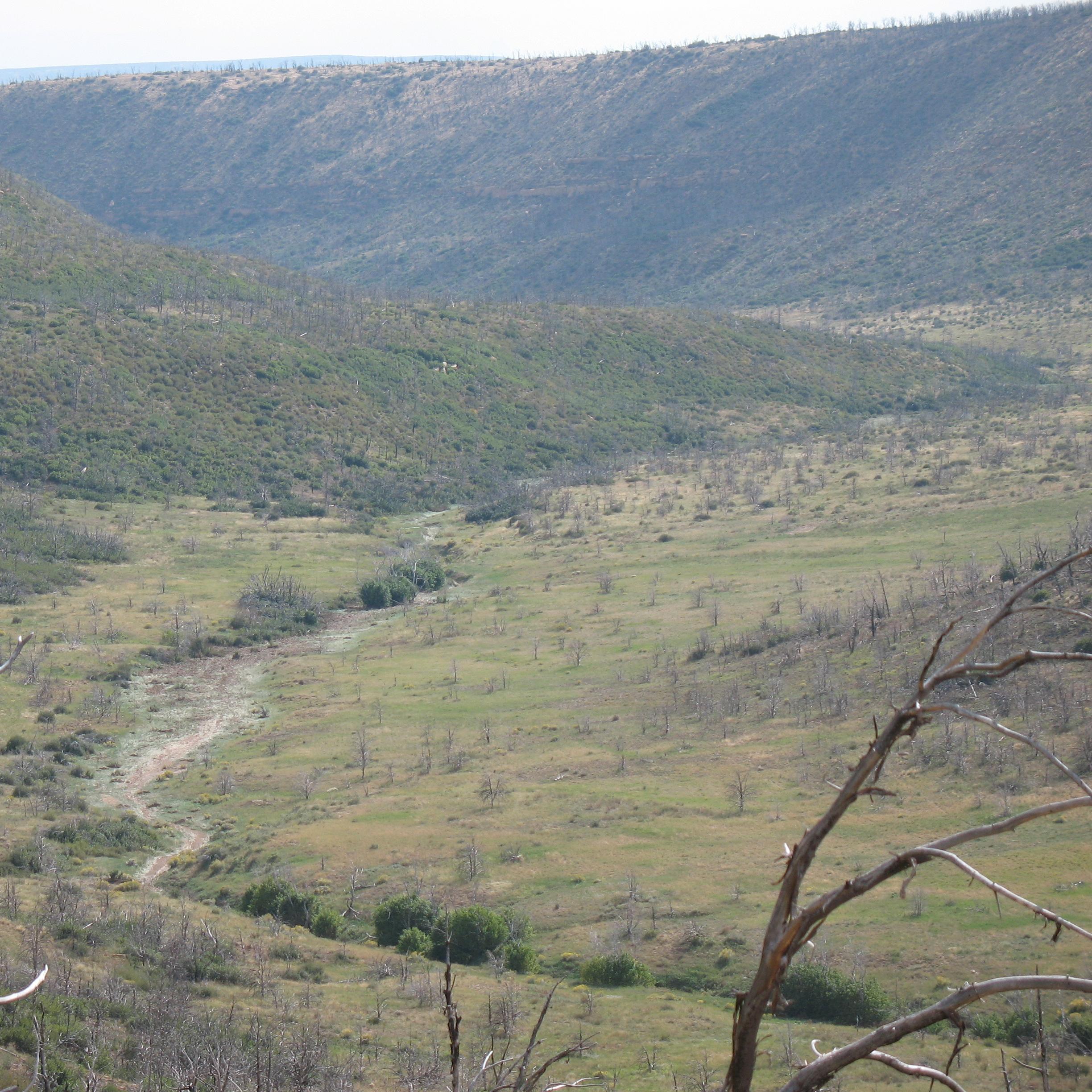 Dense vegetation covers a shallow canyon with a river running through the valley 