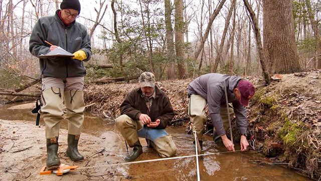 Three staff members in a creek working on different benthic macroinvertebrate sampling tasks