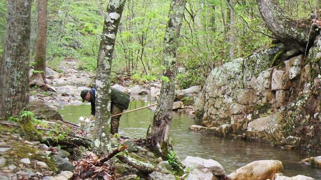 Staff searching for benthic macroinvertebrates in a rocky creek