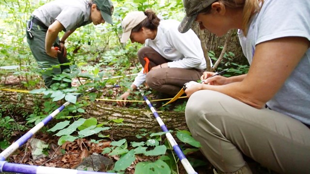 Field crew records data from a frame set on the forest floor