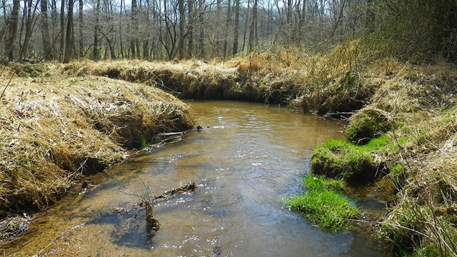 Baptism Creek disappears around a bend as it flows through a young forest in wintertime.